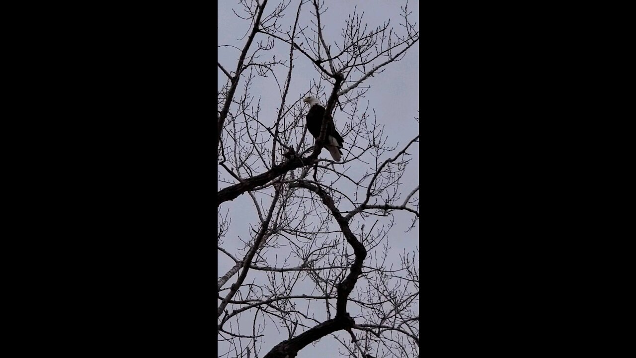 Bald Eagle looking for a meal