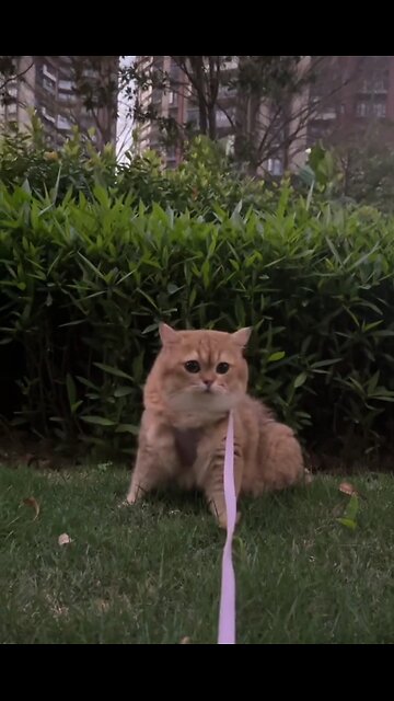 Beautiful Cat is Enjoying the Weather | CUTE CAT