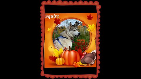 Woofs & Wags: Graphics for Furry Friends - Thanksgiving 2024