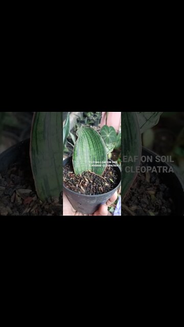#shorts sansevieria propagation