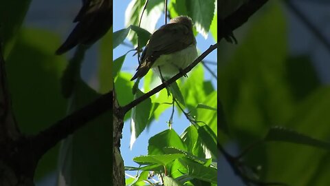 what is this Bird?