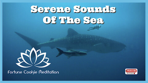 🐬❤️ [Marine Life Sound, Relaxing Music For Deep Sleep, Serene Sounds Of The Sea, Positive Energy]