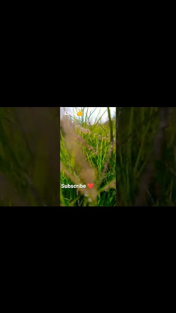 jay jay 🙏🙏shorts,#shorts,joke fun shorts,minecraft shorts,short,joke fun shorts youts #shorts