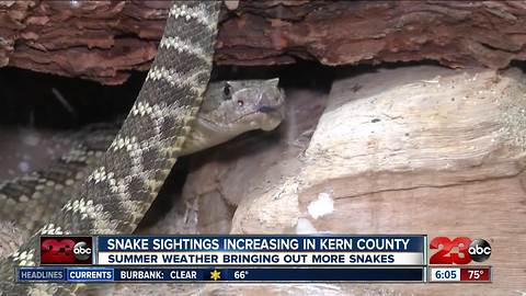 Snake sighting increasing in Kern County