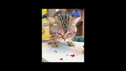 THE BEST FUNNY AND CUTE CAT VIDEOS OF THE WEEK 😸- TRY Not To Laugh or Grin Challange !🤣 2021