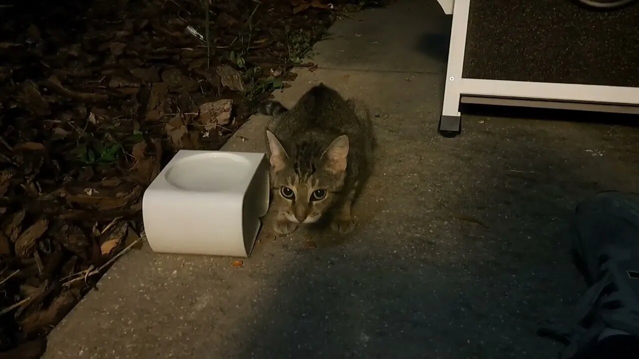 Pregnant Stray Cat Cassidy Finally Lets Me Pet Her