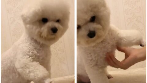 Gigantic Fluffy Poodle Dogs Love Being Carried Everywhere