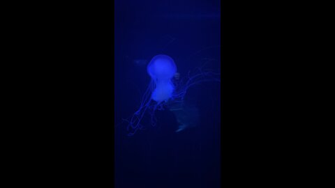 Beautiful jellyfish