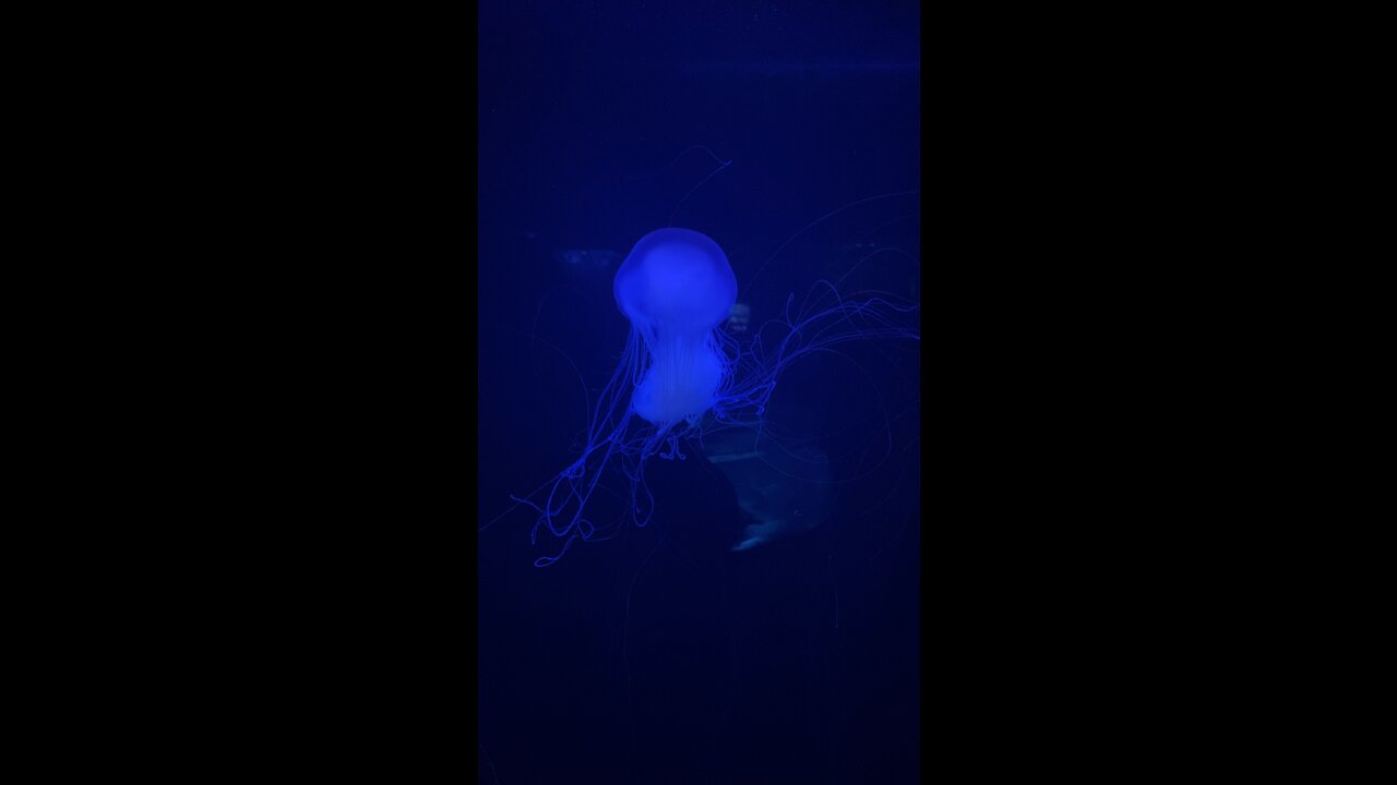 Beautiful jellyfish