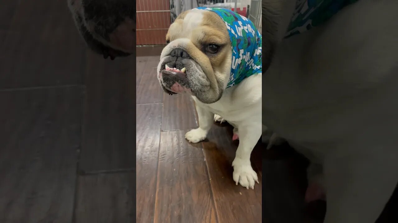 Prettiest Boy 🤣 #dogsofyoutube