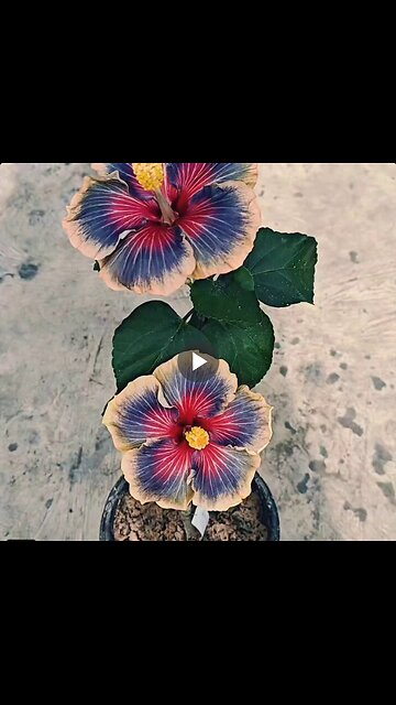 The wind rose hibiscus.