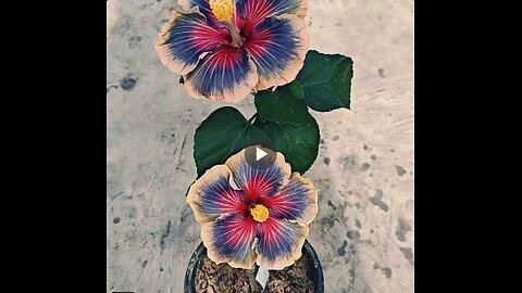 The wind rose hibiscus.
