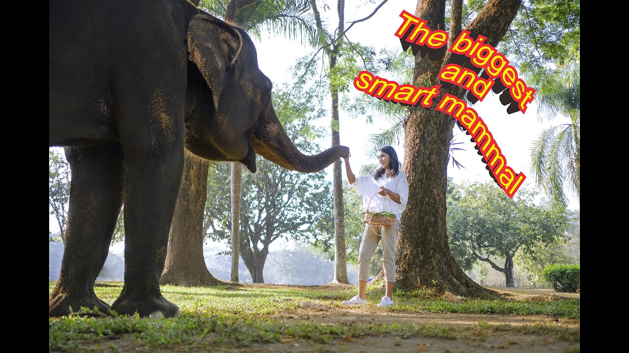 The biggest and smart mammal