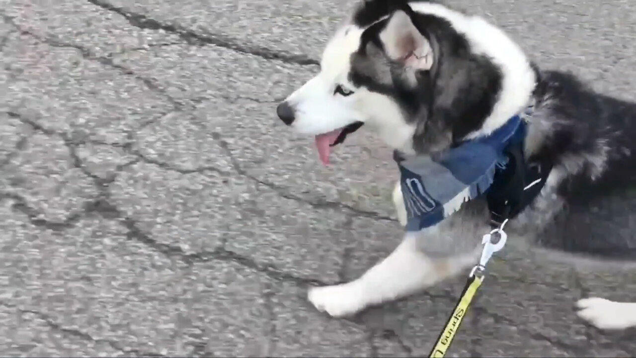 A day in my life || highschool with a service dog :)