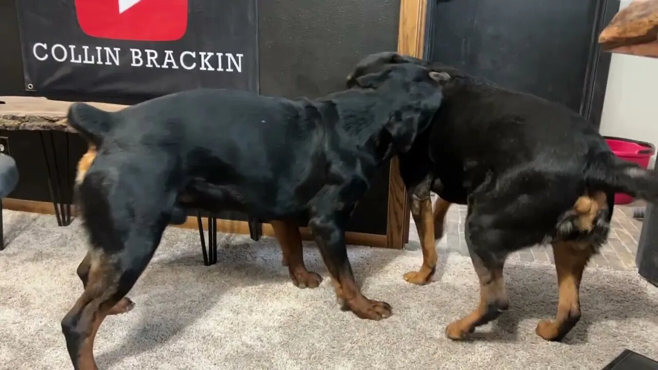 Rottweiler WWE SMACKDOWN! (June Vs Kenai) (Tv For Dogs)