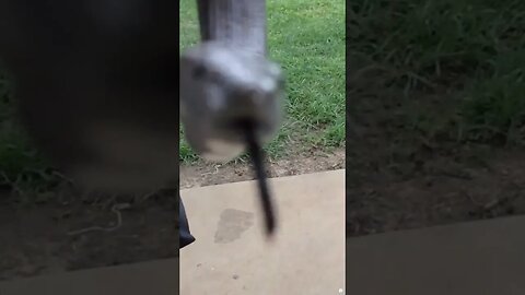 ROSY BOA Snake Attacks My Camera! 🐍