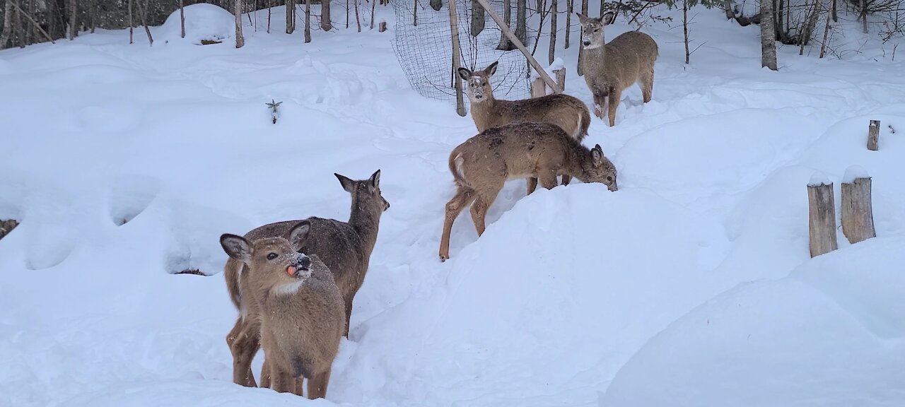 Lots of Deer come out in the snow