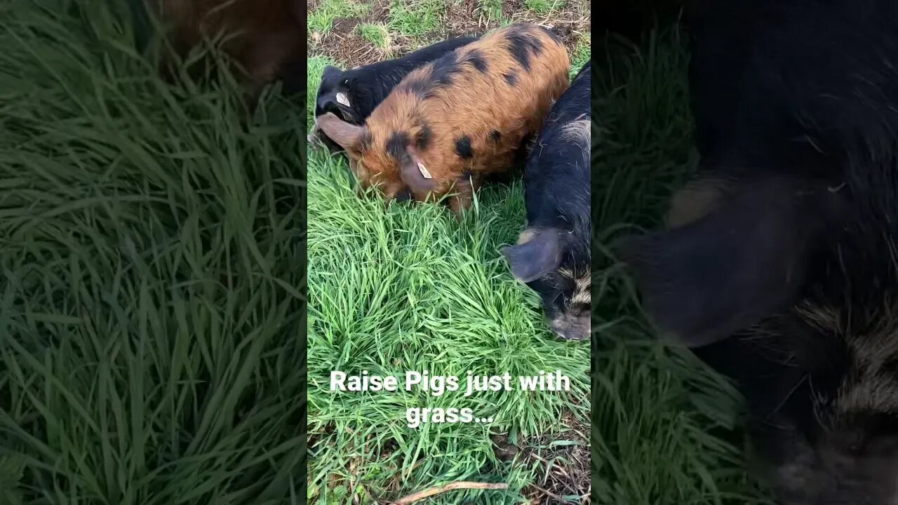 I‘m gonna chow down my vegetables… 🐷🥗