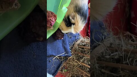 My Guinea pigs love to choose their treats