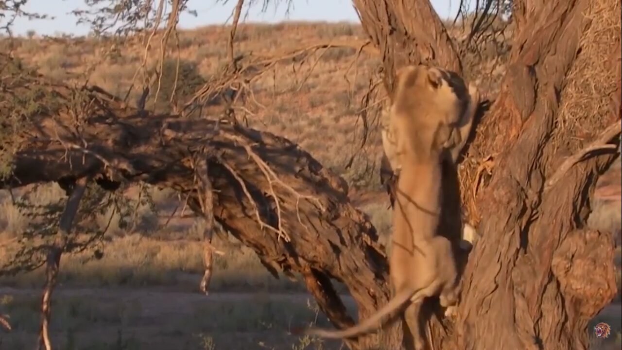 Incredible Battle for Survival! - Wild Animals Fighting ! Lion vs Leopard | Leopard Attack Fail