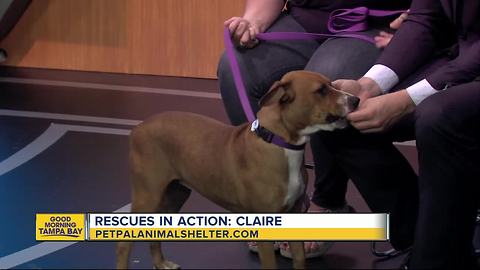 Pet of the week: 9-month-old Claire is a beautiful girl who needs a home