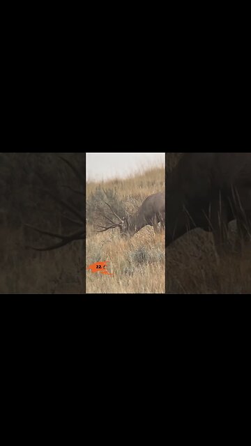 22 Creedmoor vs Mule Deer #shorts