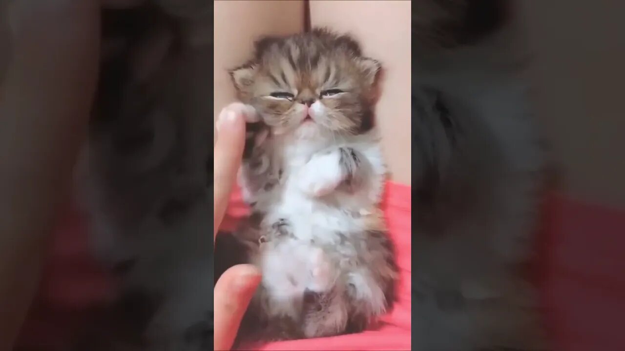 Cute Kitten 🐈❤