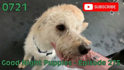 [0721] GOOD NIGHT PUPPIES - EPISODE 275 [#dogs #doggos #doggies #puppies #dogdaycare]