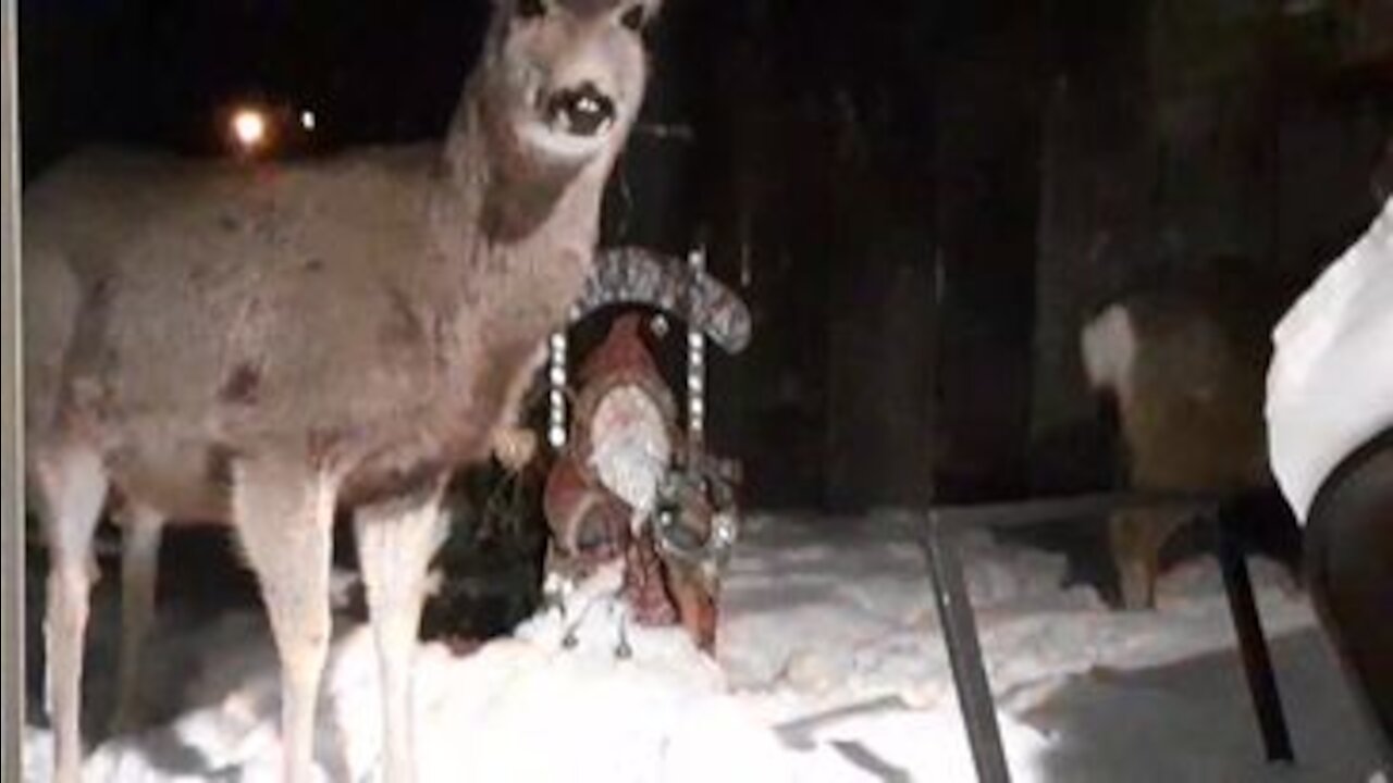 The Deer Are Back! This Video Has Sound....lol