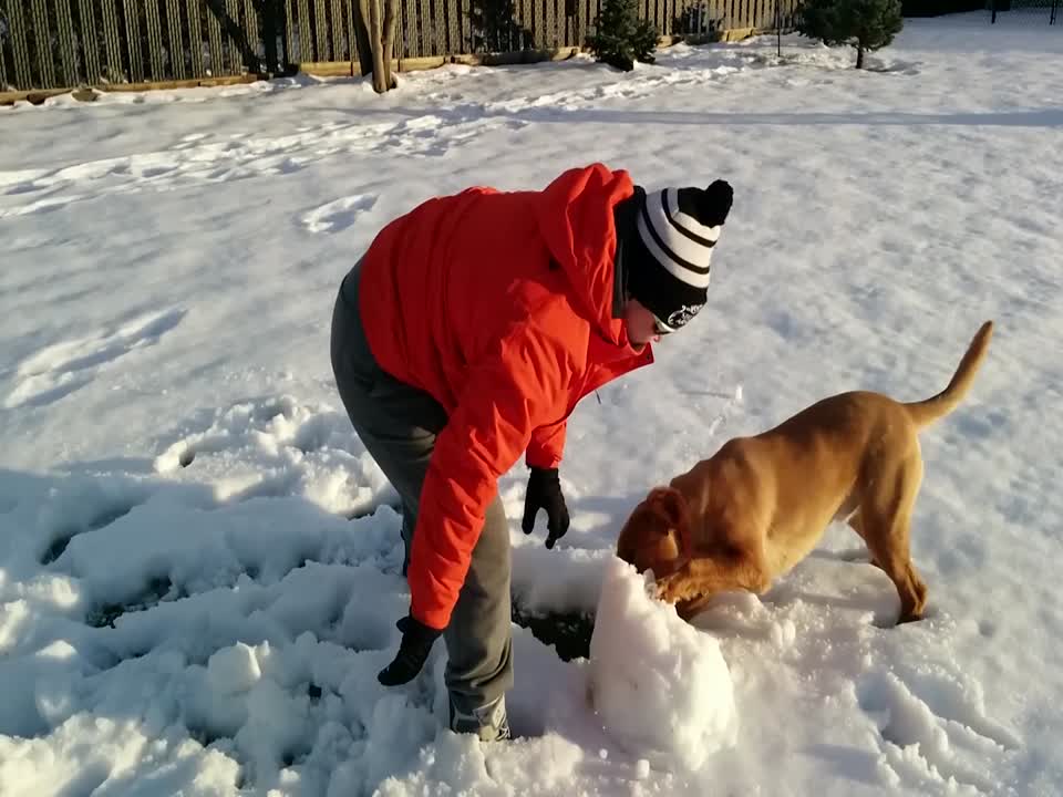 Dog Can't Get Enough of Playing in the Snow!