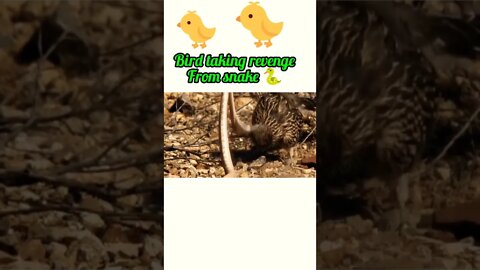 Bird taking revenge from snake 🐍