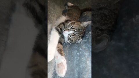 The Cat Dreams #shorts