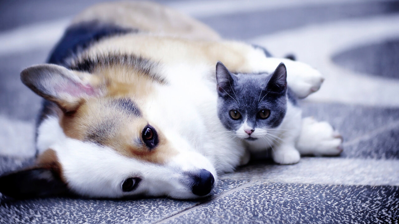 Cat vs Dog - Who will win? Bucks gets bully