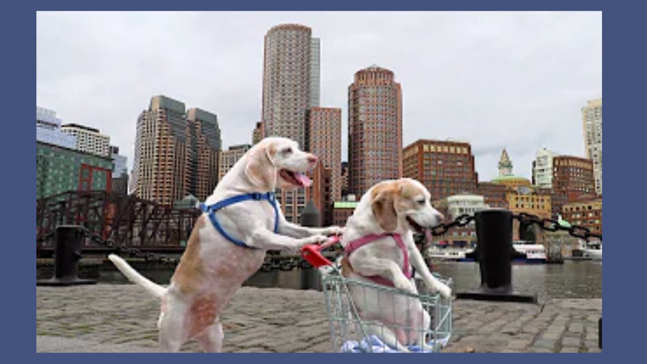 Dogs' Epic Shopping Cart Voyage_ Funny Dogs Maymo & Penny