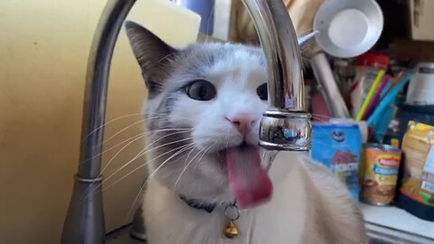 Thirsty Cat