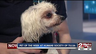 Pet of the Week: Dude