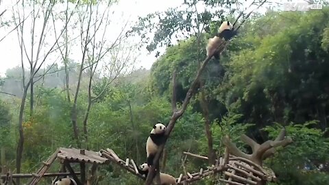 Panda cicciottello rompe l'albero inseguendo l'amico