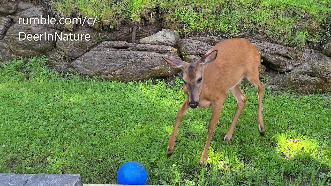 Wild female deer plays with beach ball