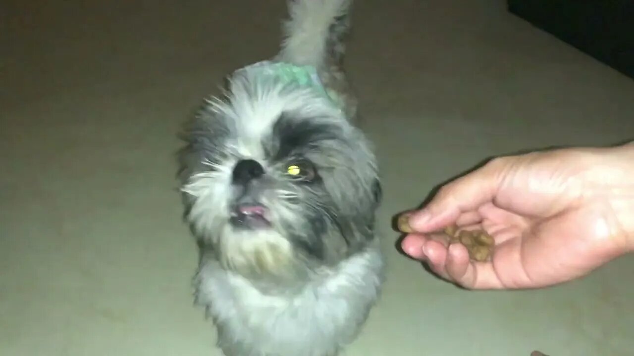 My Shih Tzu Puppies Eating On Bed before Sleep