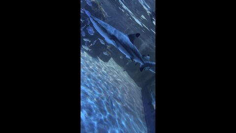 Blackpool sea life