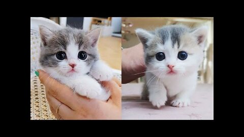 Cute and Funny Cat Videos Compilation