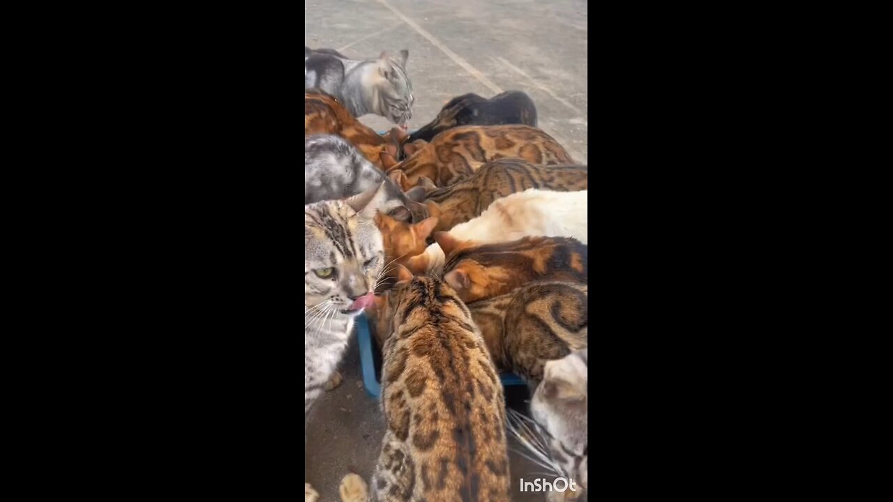 How Much Cats