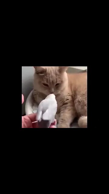 He simply loves his cat...