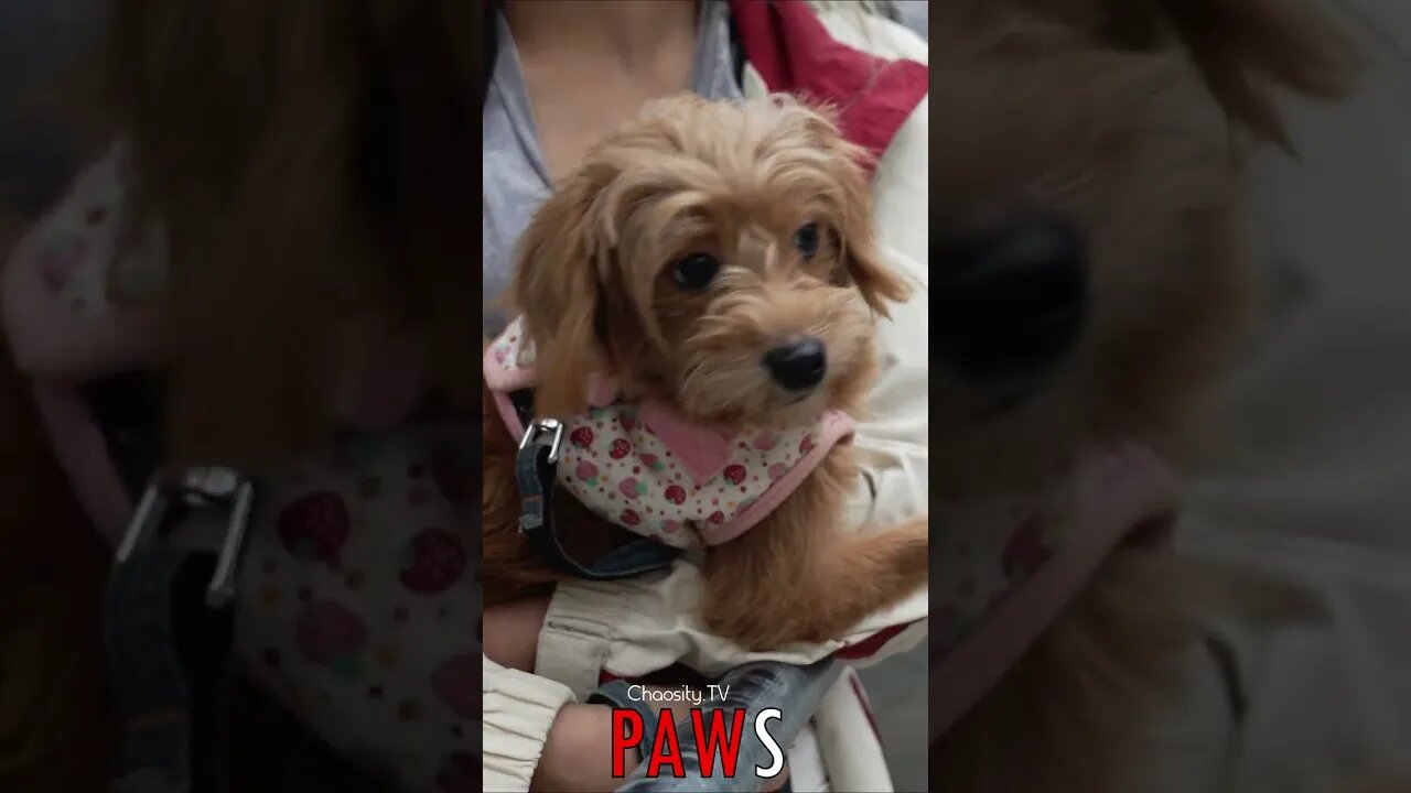 🐶 #PAWS - Carried Doggy 🐾