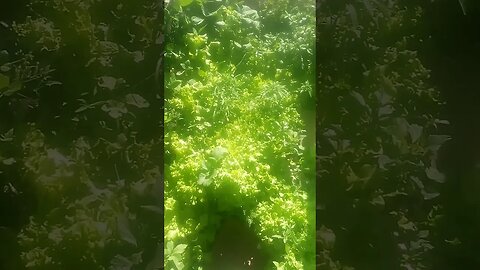 lettuce and Pepper Plants Gone Wild July/18?/2023