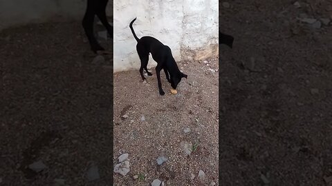 Puppy loves Pani poori (gol gappas)