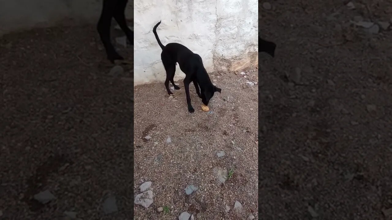 Puppy loves Pani poori (gol gappas)