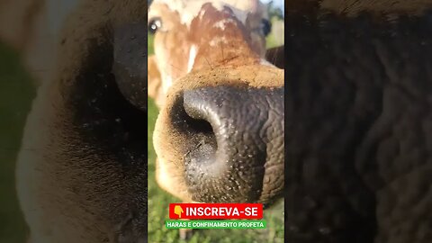 Cheiro do boi, fim de tarde #shorts #roça #agro #animals #bicho #agropecuaria #vaca #boi #interior