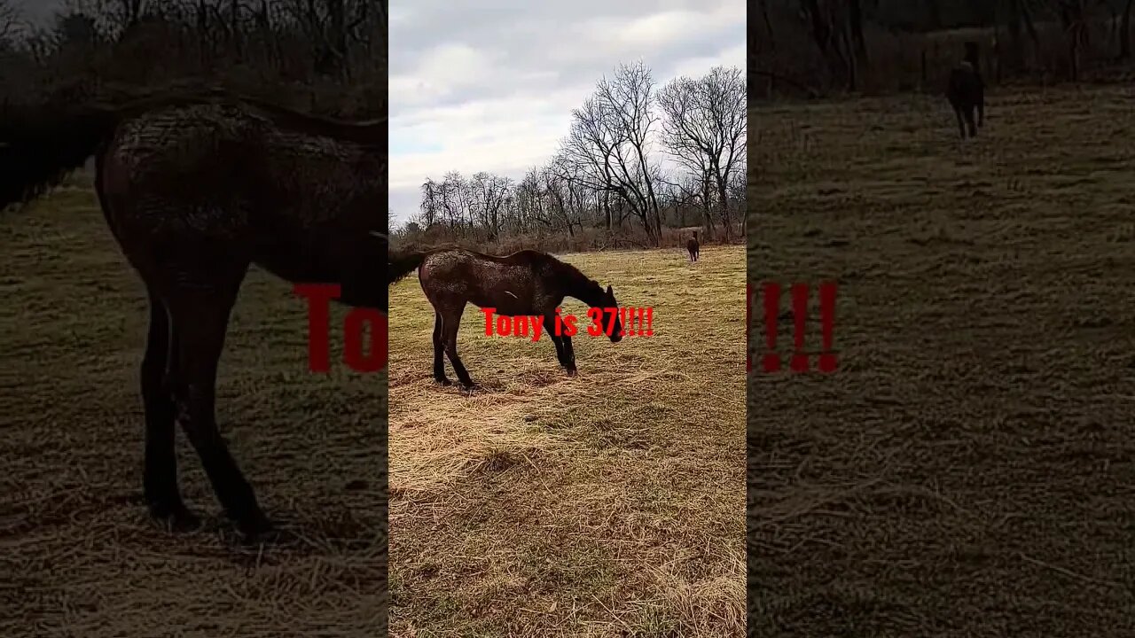 Elderly rescue horse can still play!