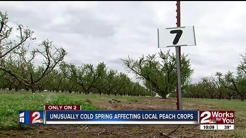 Cold weather affecting Oklahoma crops